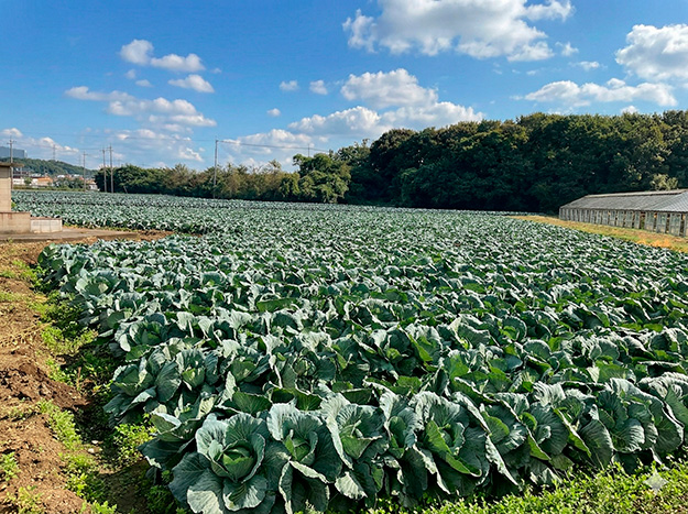 当社の堆肥を利用し、耕作放棄地をキャベツ畑に再生した例(加古川市)