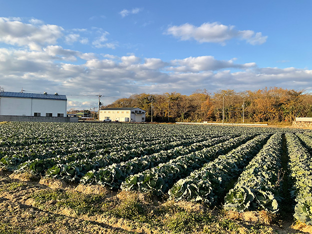 豊かな土壌のキャベツ畑に再生(加古川市)